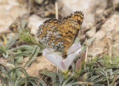Melitaea pseudornata