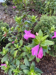 Ruellia macrantha