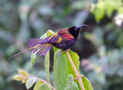 Drepanorhynchus reichenowi