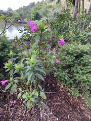 Ruellia macrantha