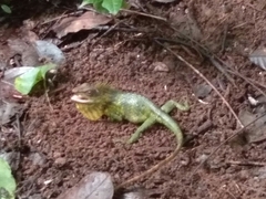 Calotes nemoricola