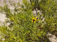 Encelia ventorum