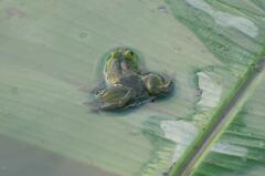 Euphlyctis hexadactyla