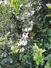 Berberis glaucocarpa