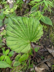 Nervilia