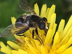 Arctosyrphus willingii