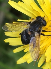 Arctosyrphus willingii