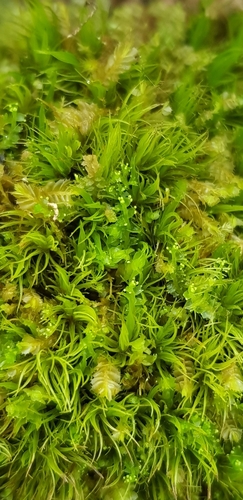 Scott's Fork-moss (Dicranum scottianum)