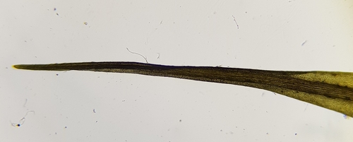 Image of Scott's Fork-Moss (Dicranum scottianum) by (c) Helen Waterman, some rights reserved (CC BY)