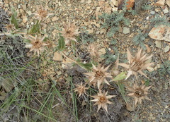 Berkheya carlinifolia