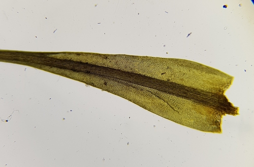 Image of Dicranum scottianum by (c) Helen Waterman, some rights reserved (CC BY)