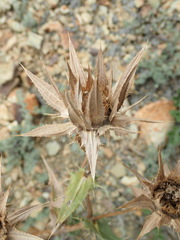 Berkheya carlinifolia