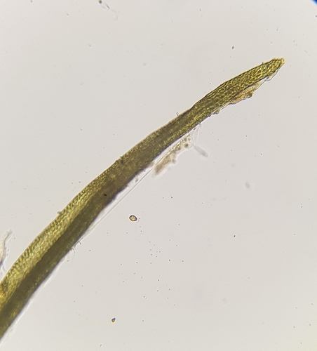 Image of Scott's Fork-Moss (Dicranum scottianum) by (c) Helen Waterman, some rights reserved (CC BY)