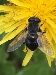 Arctosyrphus willingii