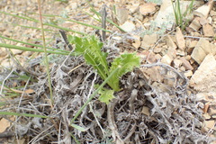 Berkheya carlinifolia