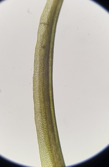 Dicranum scottianum