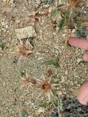 Berkheya carlinifolia