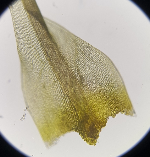 Image of Scott's Fork-Moss (Dicranum scottianum) by (c) Helen Waterman, some rights reserved (CC BY)
