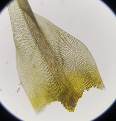 Dicranum scottianum