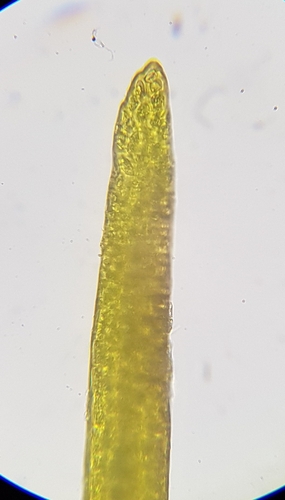 Image of Scott's Fork-Moss (Dicranum scottianum) by (c) Helen Waterman, some rights reserved (CC BY)