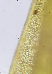 Dicranum scottianum
