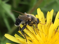Arctosyrphus willingii