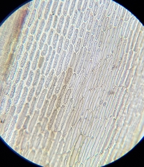 Dicranum scottianum