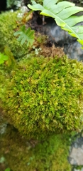 Dicranum scottianum