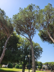Pinus pinea