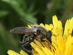 Arctosyrphus willingii