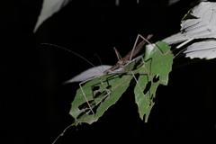 Diesbachia