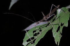 Diesbachia