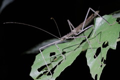 Diesbachia
