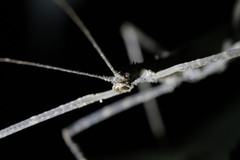 Diesbachia
