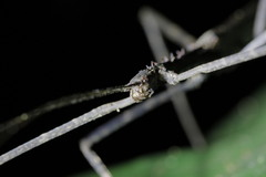 Diesbachia