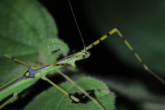 Anarchodes annulipes