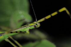 Anarchodes annulipes