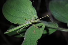 Anarchodes annulipes