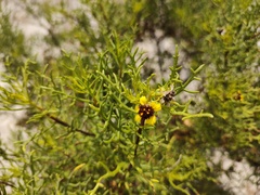 Encelia ventorum
