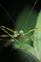 Anarchodes annulipes