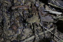 Ingerophrynus parvus