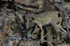 Ingerophrynus parvus