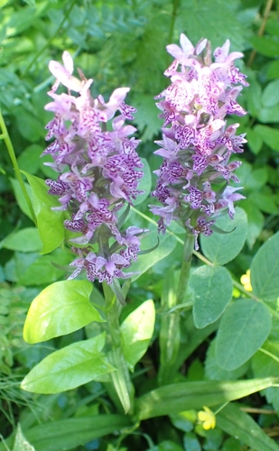 Image of Dactylorhiza sibirica by (c) Pavel Borodin, some rights reserved (CC BY)