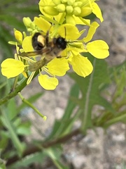 Eucera