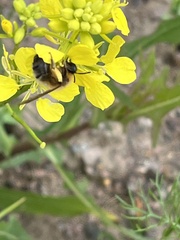 Eucera