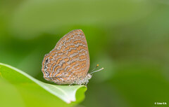 Poritia sumatrae