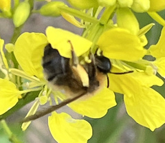 Eucera