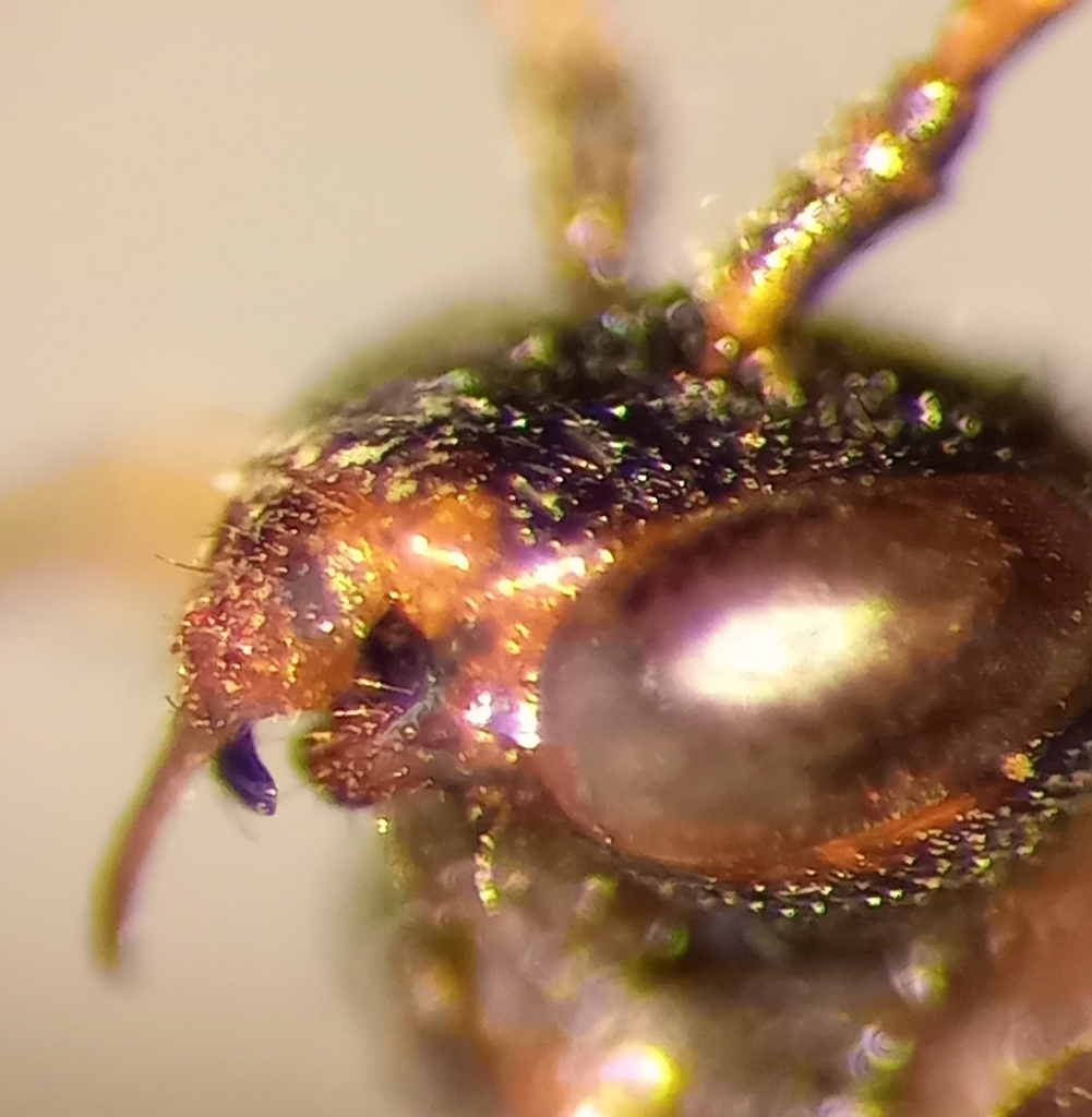 Sheppard's Nomad Bee