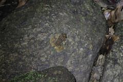 Limnonectes deinodon