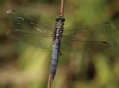 Orthetrum cancellatum